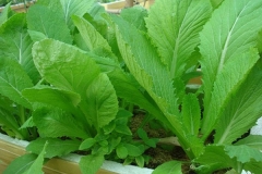 Kỹ thuật trồng cải bẹ xanh phát triển tốt, cho năng suất cao