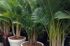 Kỹ thuật trồng cây cau vàng trong chậu đúng cách