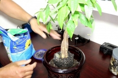 Kỹ thuật trồng cây kim ngân trong chậu cảnh và cách chăm sóc để cây luôn tươi tốt