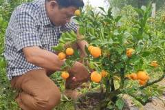 Kỹ thuật trồng cây quất sau tết đúng cách giúp cây phát triển tốt
