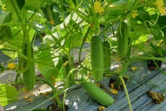 Kỹ thuật trồng dưa leo và cách chăm sóc cây dưa leo để cho năng suất cao