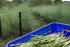 Kỹ thuật trồng măng tây và phương pháp thâm canh cây măng tây hiệu quả
