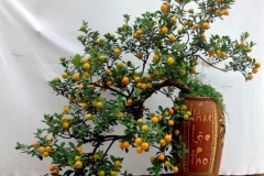 Kỹ thuật trồng quất cảnh sau tết tại nhà đơn giản