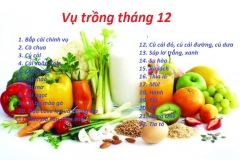 Những lưu ý cần thiết trong kỹ thuật trồng rau sạch 