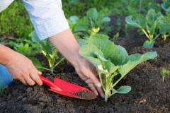 Quy trình kỹ thuật trồng rau sạch cho năng suất cao 