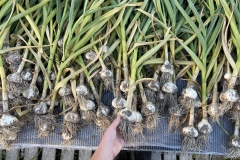 Kỹ thuật trồng tỏi theo hướng sản xuất an toàn