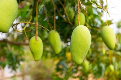 Kỹ thuật trồng xoài cát Hòa Lộc theo tiêu chuẩn VietGAP