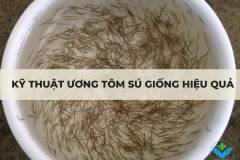 Kỹ thuật ương tôm sú giống hiệu quả