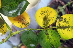 Bệnh lá cây bị đốm đen trên cây hoa hồng