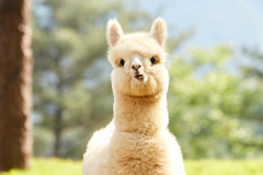 Tìm hiểu về lạc đà Alpaca