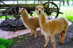 Những đặc điểm thú vị của giống lạc đà lùn alpaca khiến bạn thích thú