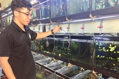 Làm giàu từ nghề nuôi cá cảnh