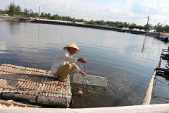 Mô hình làm giàu từ nuôi tôm nước ngọt tại Quảng Ngãi