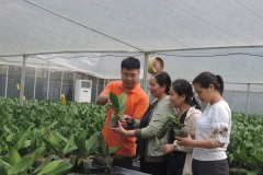 Làm giàu từ trồng lan hồ điệp của chàng trai 8x Hà Nội