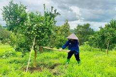 Người trẻ “bỏ phố về quê” làm nông nghiệp sạch