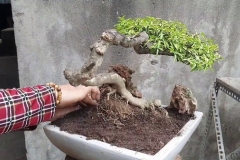 Mai chiếu thủy bị thối rễ: nguyên nhân và cách khắc phục