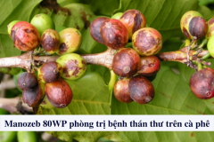 Manozeb 80WP trị bệnh thán thư trên cây cà phê