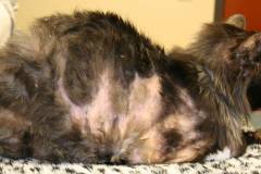 Mèo bị nấm và cách điều trị