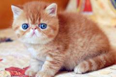 Những giống mèo nước ngoài có ngoại hình cực xinh xắn