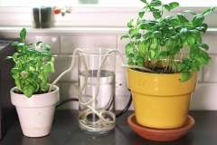 Mách bạn 3 mẹo tưới cây khi vắng nhà cực hay, dễ  thực hiện 