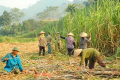 Giá đường của Việt Nam bắt đầu tiệm cận với các nước trong khu vực