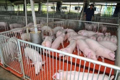 Mô hình chăn nuôi lợn hữu cơ hiệu quả
