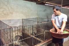 Mô hình chăn nuôi nhím cho hiệu quả kinh tế cao