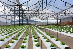 Mô hình nông nghiệp sạch ở Việt Nam hiện nay