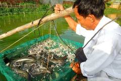 Xây dựng mô hình nuôi cá chình trong ao đất hiệu quả