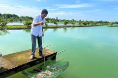 Cách xây dựng mô hình nuôi cá chình trong ao đất hiệu quả