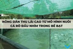 Nông dân thu lãi cao từ mô hình nuôi cá rô đầu nhím trong bể bạt