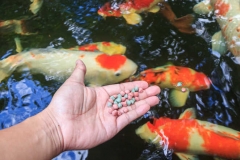 Mô hình nuôi cá cảnh làm giàu hiệu quả