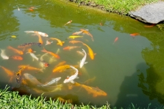 Mô hình nuôi cá Koi giống trong ao đất thu hiệu quả kinh tế cao