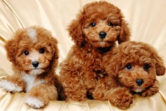 Gợi ý mô hình nuôi chó Poodle sinh sản thu lợi nhuận cao