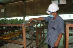 Mô hình nuôi chồn hương mang lại giá trị kinh tế cao