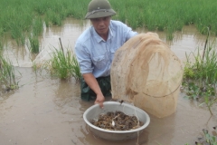 Mô hình nuôi cua đồng ở miền Bắc, tổng quan về nguồn thức ăn và kỹ thuật nuôi