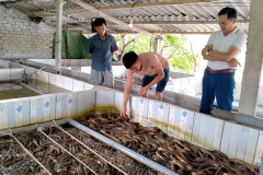 Xây dựng mô hình nuôi lươn thương phẩm cho thu nhập cao
