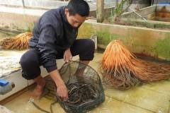 Anh nông dân 8x thành công với mô hình nuôi lươn không bùn thu tiền tỷ mỗi năm 