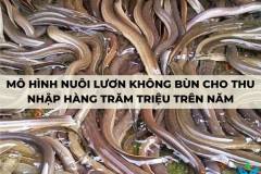 Mô hình nuôi lươn không bùn cho thu nhập hàng trăm triệu trên năm