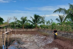 Làm giàu từ mô hình nuôi ốc nhồi của chàng trai 8x