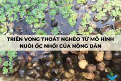 Triển vọng thoát nghèo từ mô hình nuôi ốc nhồi của nông dân
