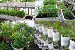 Tổng hợp những mô hình rau sạch tại nhà hiệu quả