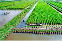 Mô hình tôm lúa theo tiêu chuẩn nông nghiệp hữu cơ, mở ra hướng đi bền vững cho bà con nông dân