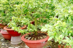 Mô hình trồng mai vàng bằng phương pháp nhân giống hữu tính và cách trồng mai xuống vườn