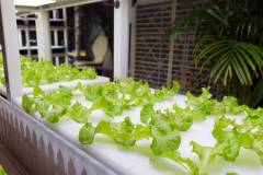 Các mô hình trồng rau sạch thủy canh tại nhà đơn giản, dễ thực hiện
