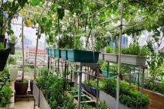 Thiết kế mô hình trồng rau sạch trên sân thượng hiệu quả