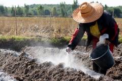 Các biện pháp phòng trừ nấm bệnh cây trồng hiệu quả 