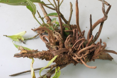 Bệnh tua mực (u bướu) trên cây quế nguyên nhân và cách nhận biết