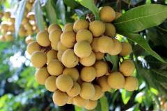 Nhãn da bò: Nguồn gốc, đặc điểm thực vật và sinh trưởng