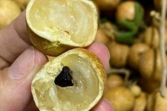 Giống nhãn da bò - Đặc điểm, điều kiện ngoại cảnh thích hợp để trồng nhãn da bò
